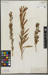 Foto von Salix purpurea L. x Salix viminalis L.